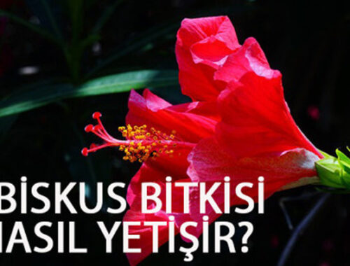 Hibisküs Türkiye’de Yetişir mi: Uygun Bölgeler ve Püf Noktaları - Kapak Görseli