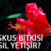Hibisküs Türkiye’de Yetişir mi: Uygun Bölgeler ve Püf Noktaları - Kapak Görseli