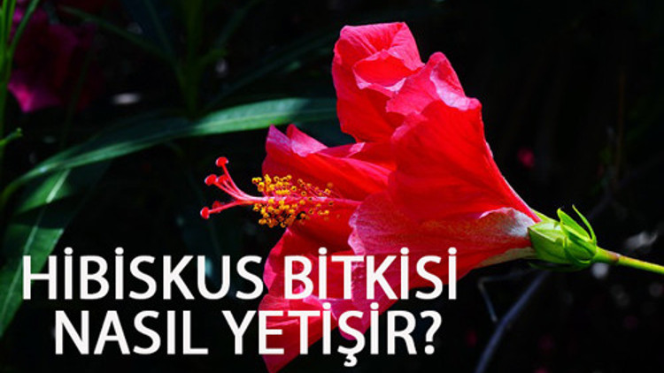 Hibisküs Türkiye’de Yetişir mi: Uygun Bölgeler ve Püf Noktaları - Kapak Görseli