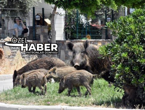 Türkiye’de Sürek Avı Türleri: Uzman Sınıflandırması [2026] - Kapak Görseli