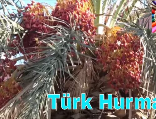 Türkiye’de Yetişen Hurma Çeşitleri [2026 Uzman Rehberi] - Kapak Görseli
